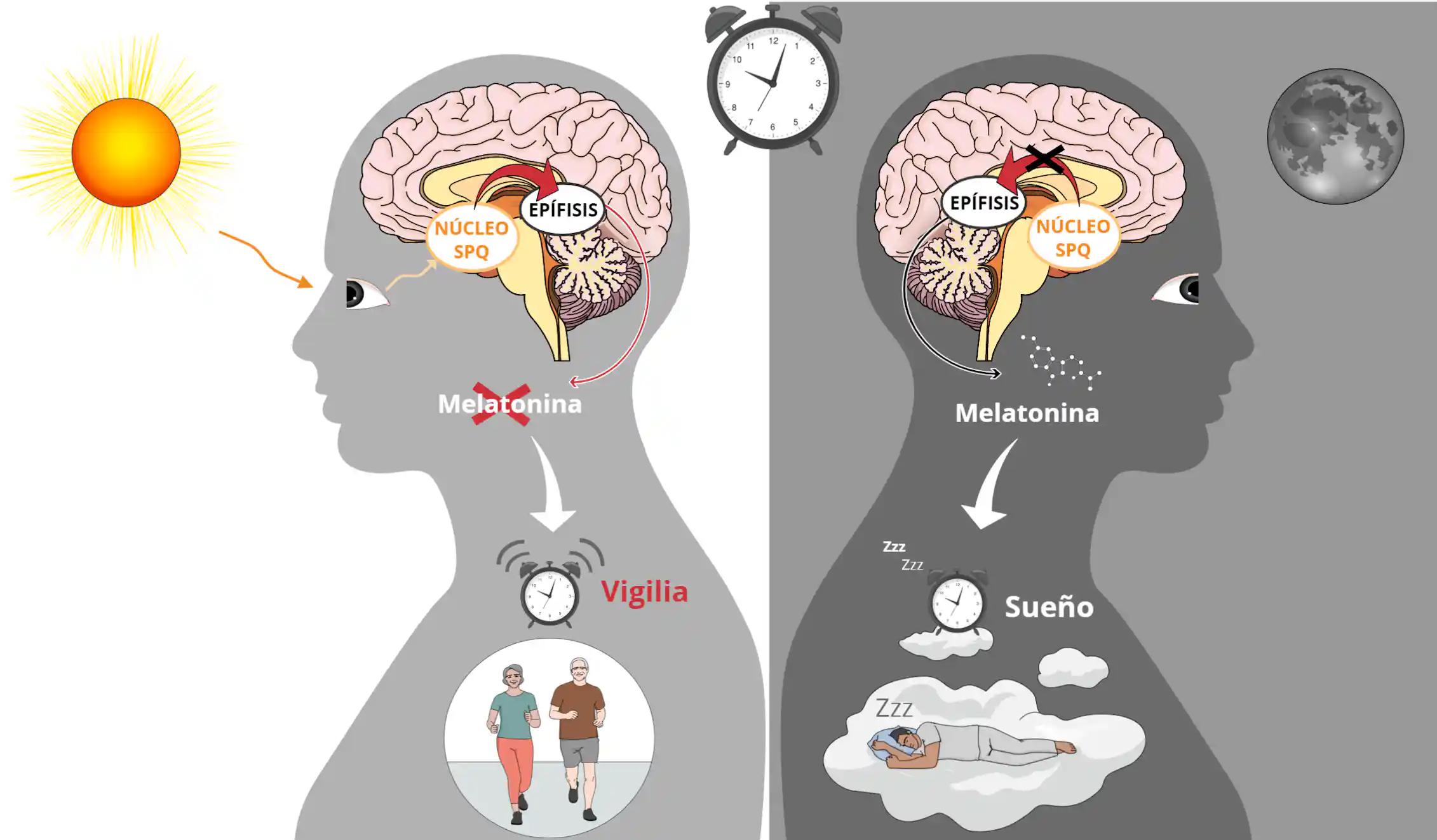 Dmt Producida Por La Glandula Pineal