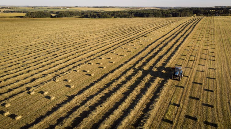 A farmer harvests hay