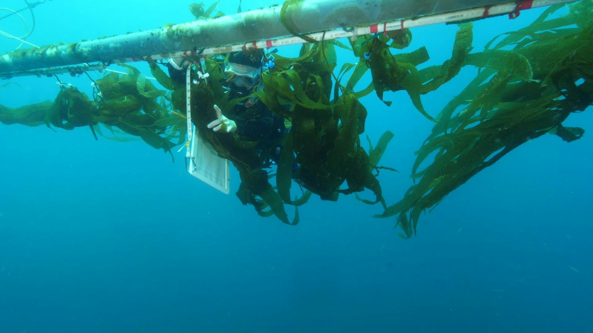 Scuba diver next to structure in open ocean water with kelp attached to it.