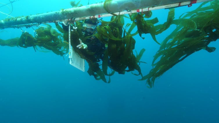 Scuba diver next to structure in open ocean water with kelp attached to it.