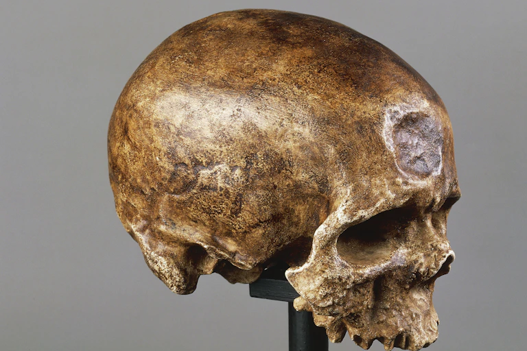 An old but intact skull