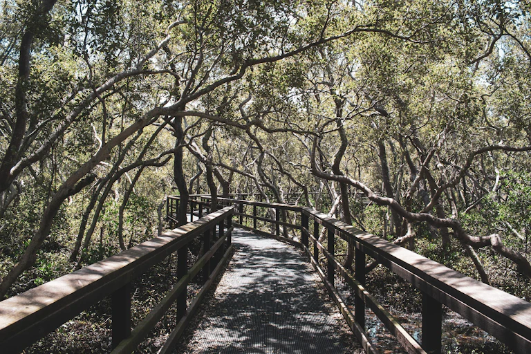 A mangrove forest.