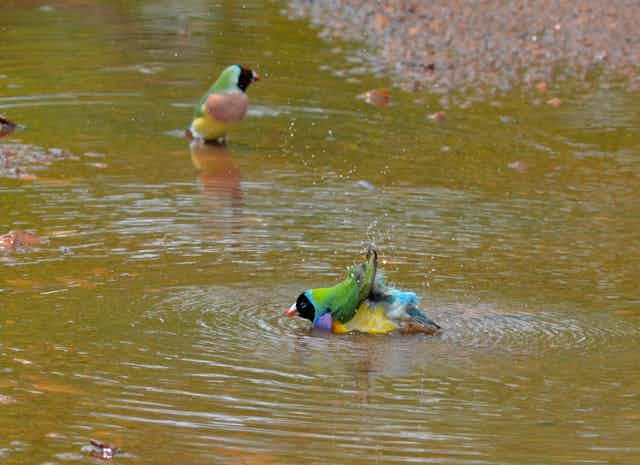 Gouldian finches splash in a puddle