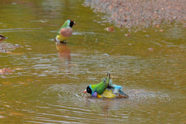 Gouldian finches splash in a puddle