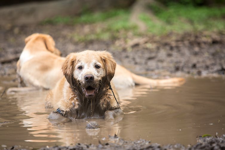 A muddy golden retriever playing in a puddle