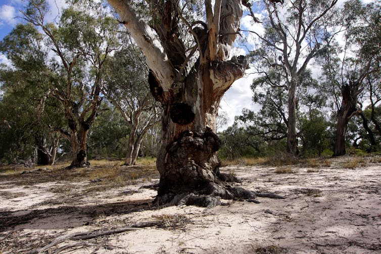 River red gum