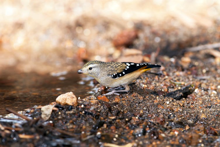 A spotted pardalote near a puddle