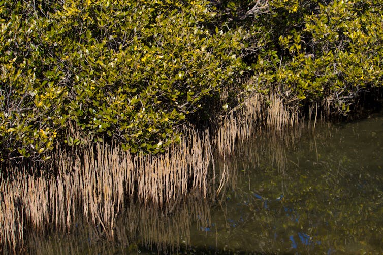 A mangrove forest.