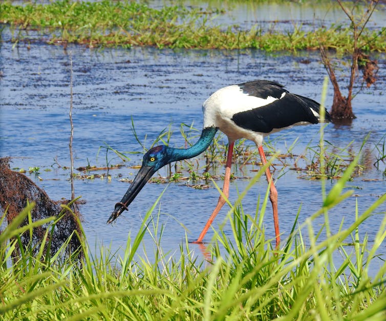 A bird in a wetlands.