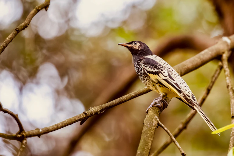 A regent honeyeater