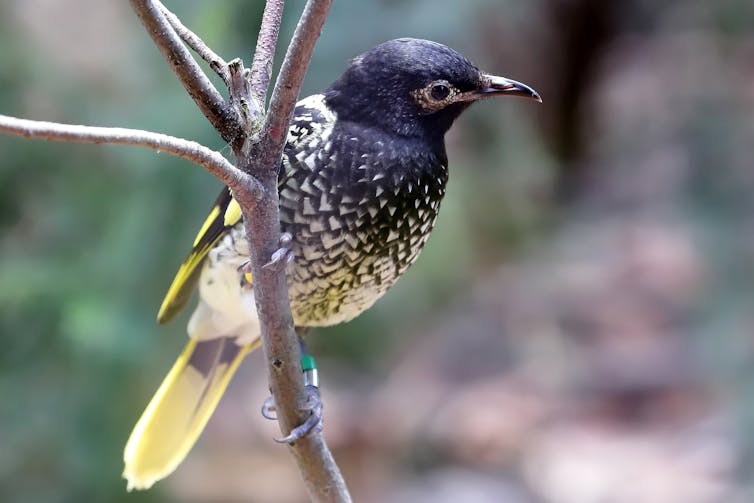 Small honeyeater on a branch