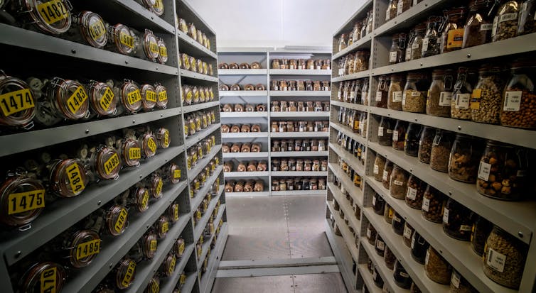 Numbered jars containing seeds on shelves.