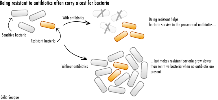Diagram representing how being resistant allows bacteria to survive antibiotics but limit their ability to grow when antibiotics are not present