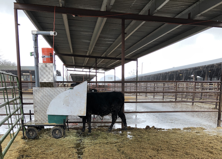 Feeding cows a few ounces of seaweed daily could sharply reduce their contribution to climate change