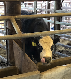 Steer in barn, University of California, Davis.