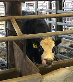 Steer in barn, University of California, Davis.