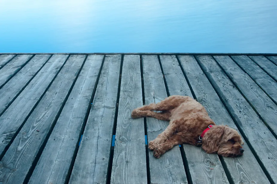 Inflation - the dog that didn’t bark