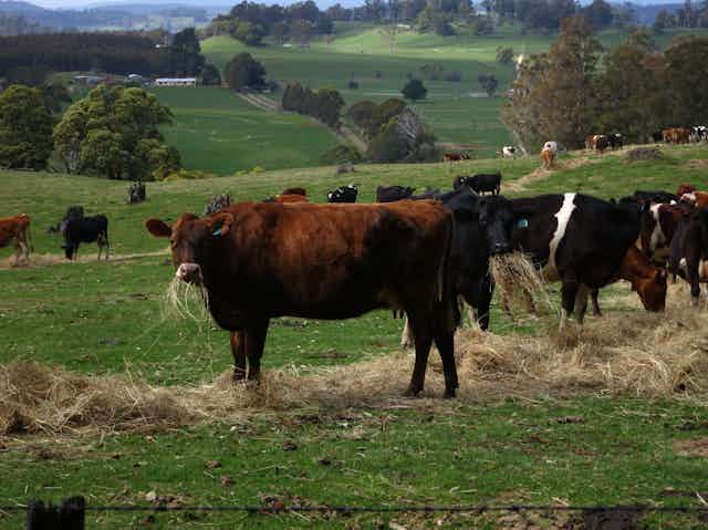 Beef cattle eating hay, Tasmania, Australia.