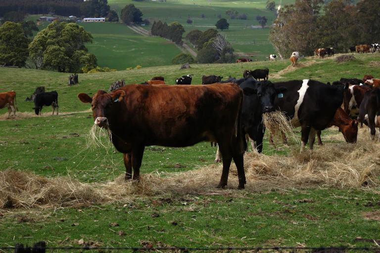 Beef cattle eating hay, Tasmania, Australia.