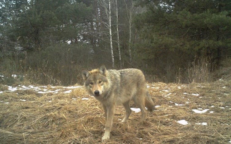 Lobo na zona de exclusión de Chernóbil, Ucraína. 2015. Foto: TREE Project / Nick Beresford, Sergey Gashchack.