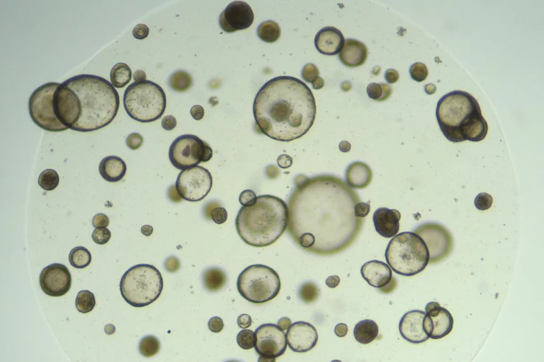 A number of circular objects in what appears to be a dish