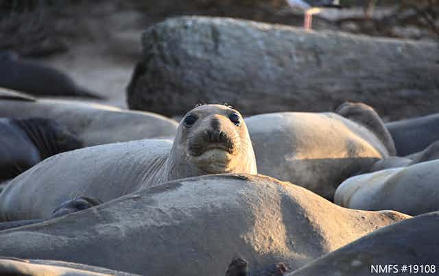 A female elephant seal on a beach among other seals. 