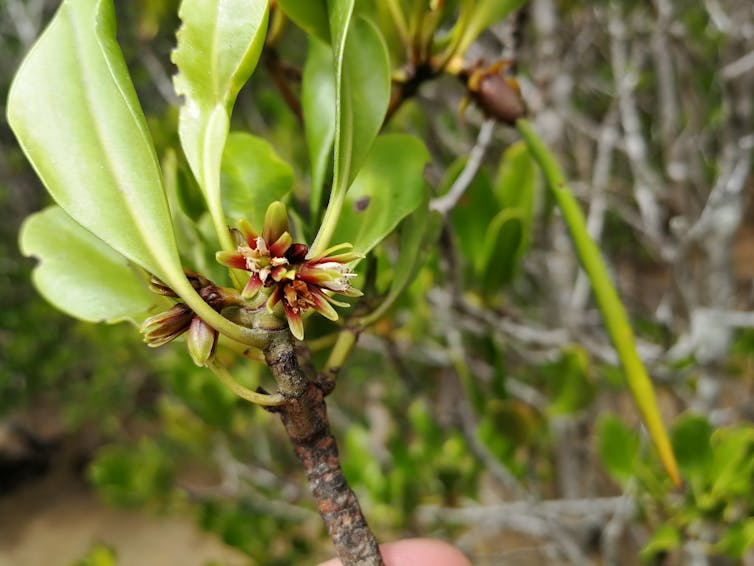 Mangroves flowering and fruiting in Townsville, QLD.
