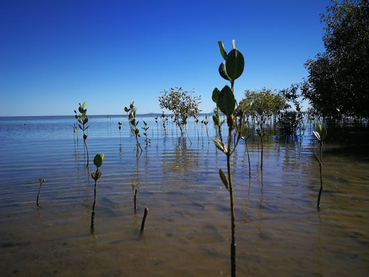 Mangroves at different growth stages in Bushland Beach, QLD