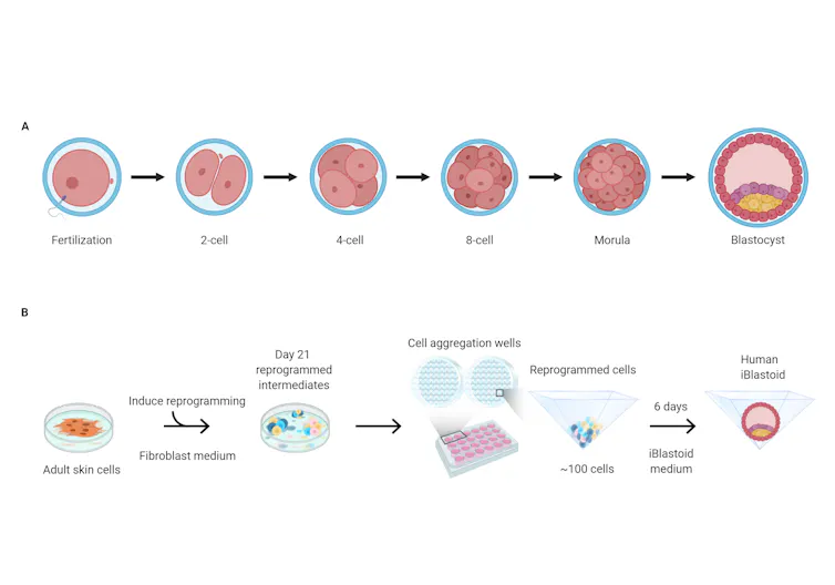 Graphic of human and lab-grown blastocysts and iBlastoids