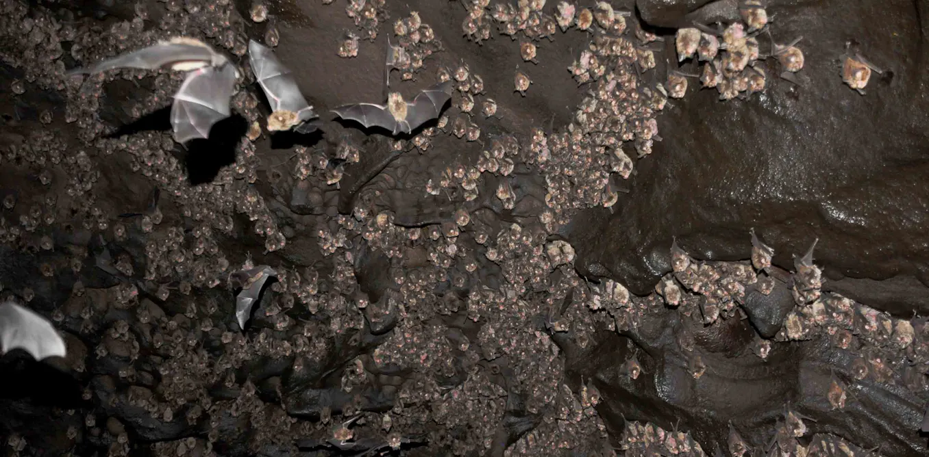 A batshit experiment: bones cooked in bat poo lift the lid on how ...
