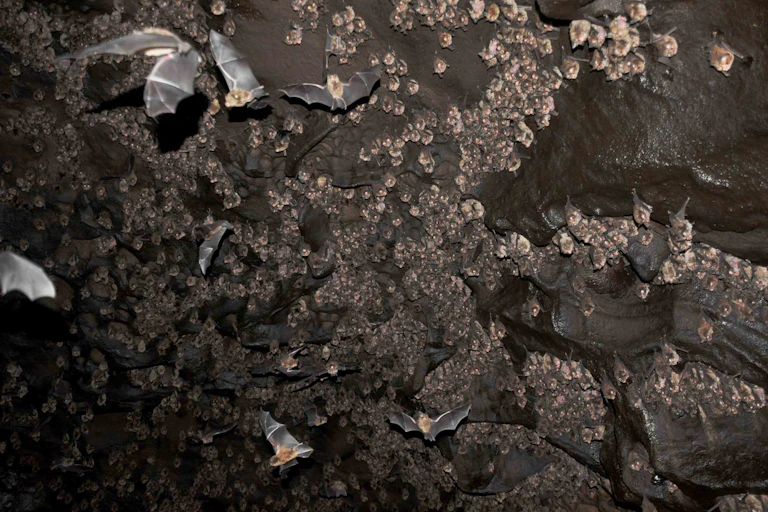 Eastern horseshoe bats (Rhinolophus megaphyllus) in a sandstone cave