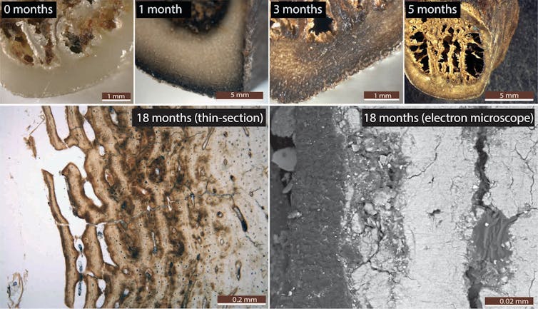 A batshit experiment: bones cooked in bat poo lift the lid on how archaeological sites are formed