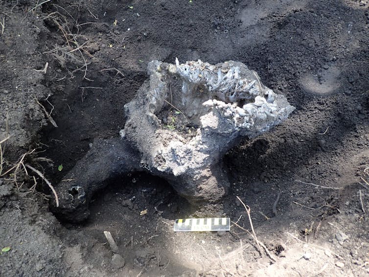 A fulgurite sample of glass on the ground.