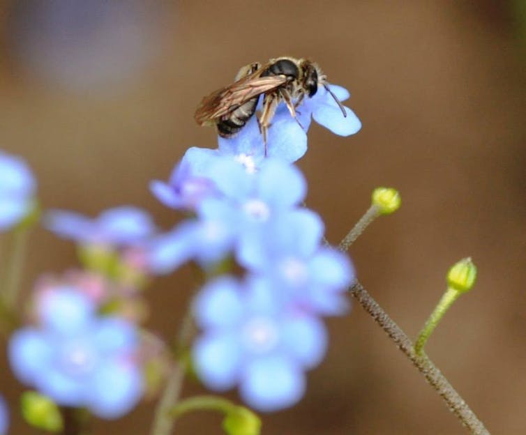 A bee on a forget-me-not flower.