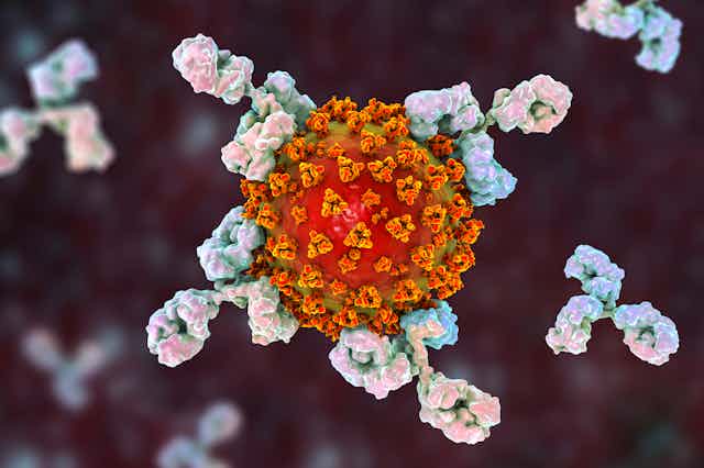 Antibodies binding to a virus