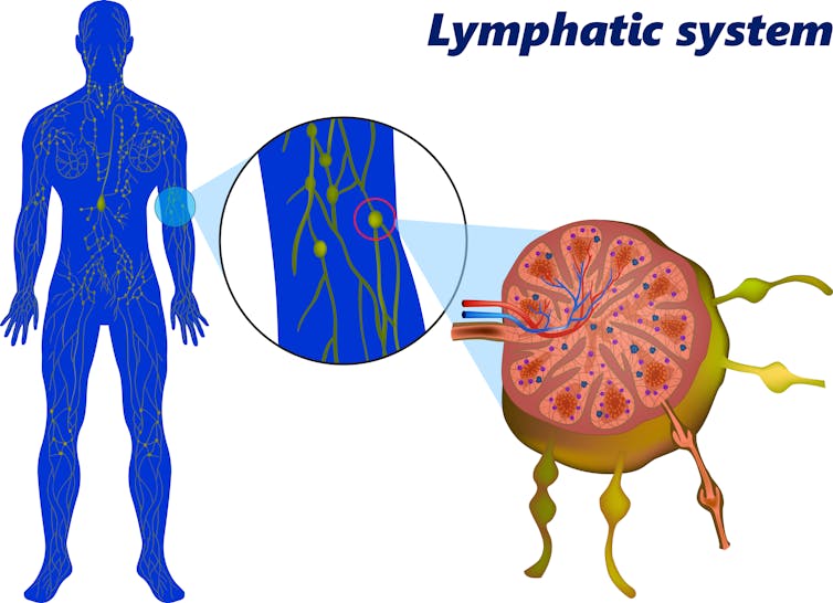 Location of lymph nodes on the human body