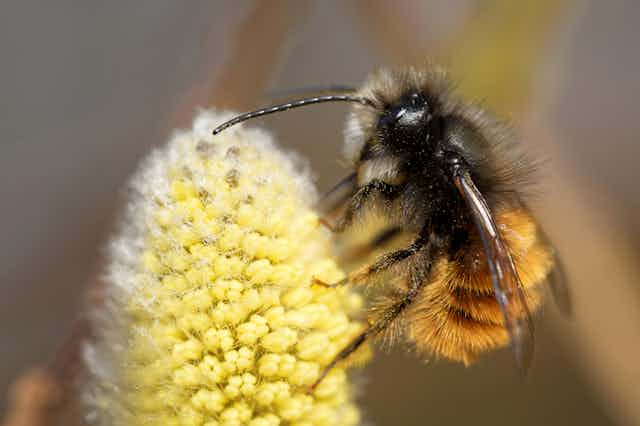A wild bee species on a yellow flower.