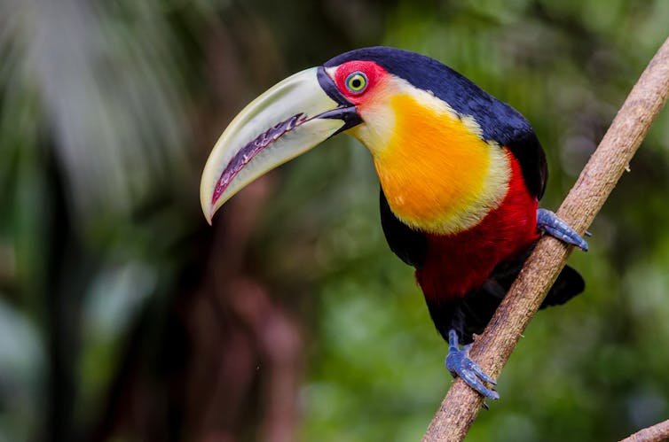 A colourful bird sits on branch