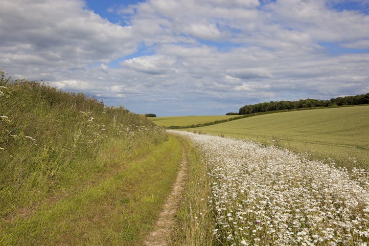A grassy bridleway with a border of white wildflowers.