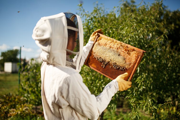 A beekeeper handles a frame of honeybees from a hive.