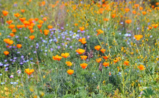 Orange California poppies and other wildflowers.