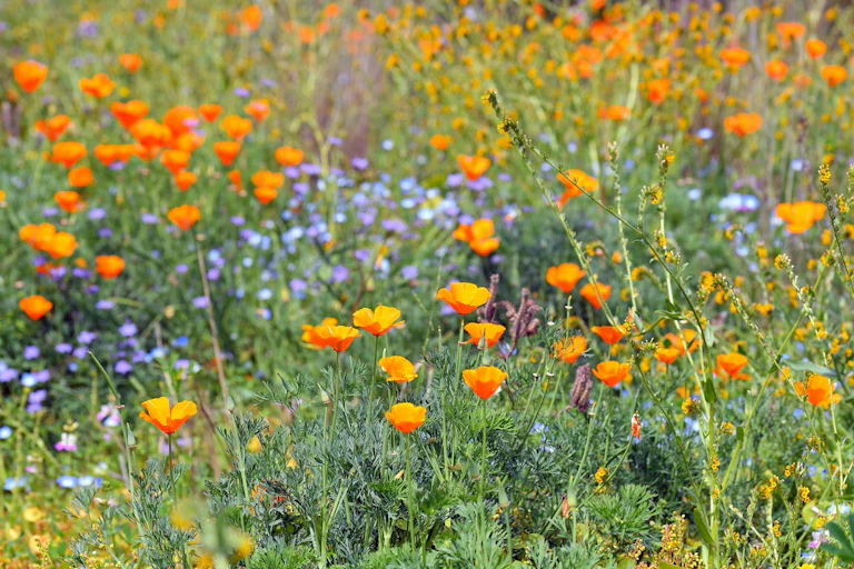 Orange California poppies and other wildflowers.