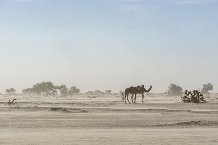 Camel walks through dusty desert