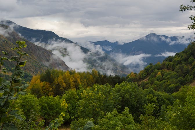 Diez bulos sobre los bosques que lastran el futuro del planeta