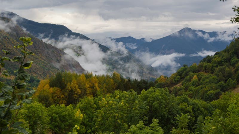 Diez bulos sobre los bosques que lastran el futuro del planeta