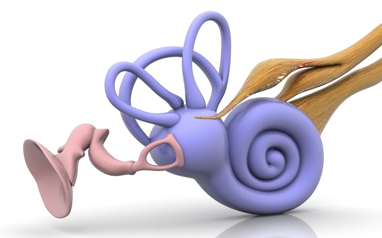 Inner ear, with balance organs