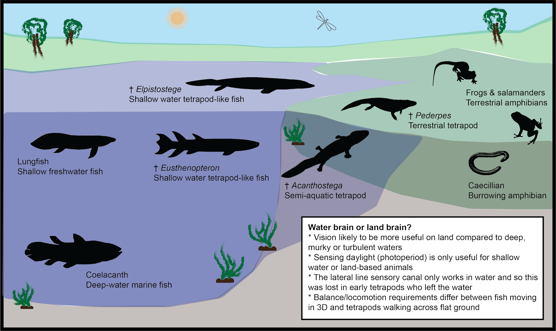 When Our Evolutionary Ancestors First Crawled Onto Land, Their Brains ...