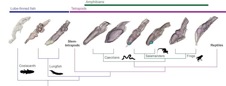 When our evolutionary ancestors first crawled onto land, their brains only half-filled their skulls