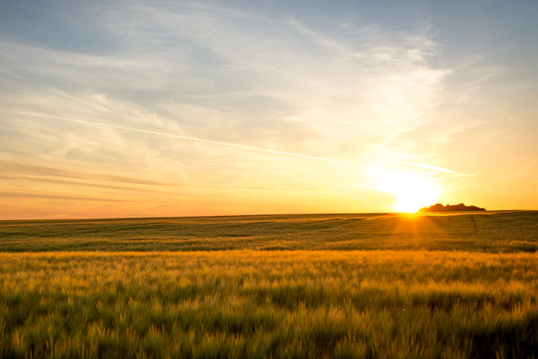 Sunset over a field.