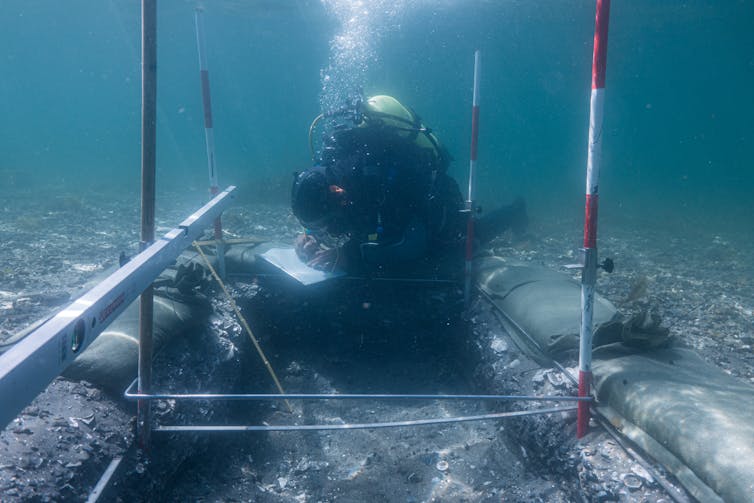 Underwater archaeologist excavating a shell midden